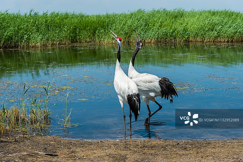 中国黑龙江扎龙自然保护区的丹顶鹤图片素材