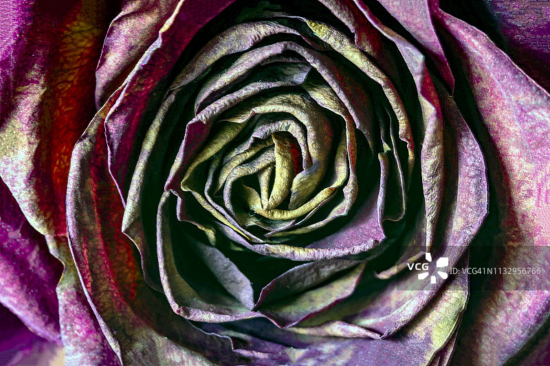 玫瑰花的抽象图像图片素材