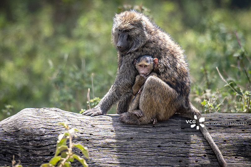 橄榄狒狒图片素材