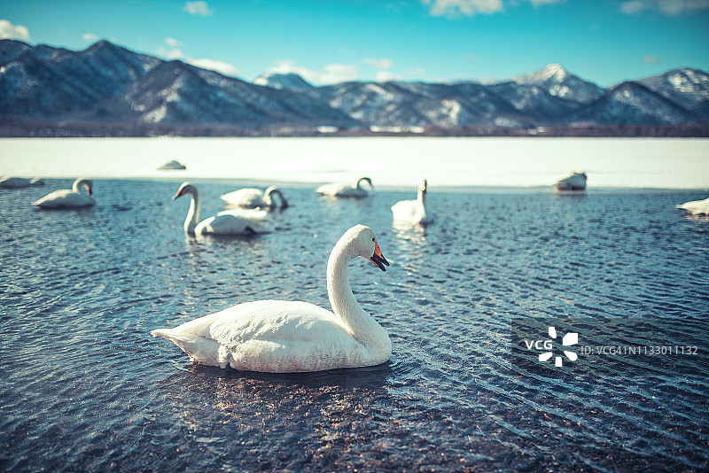 日本北海道冬季湖泊中游泳的天鹅图片素材