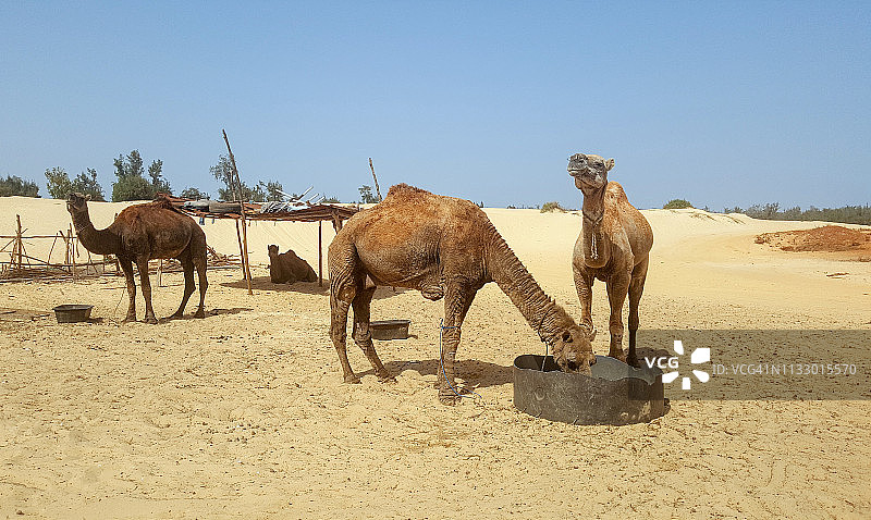 塞内加尔粉红湖附近的骆驼图片素材