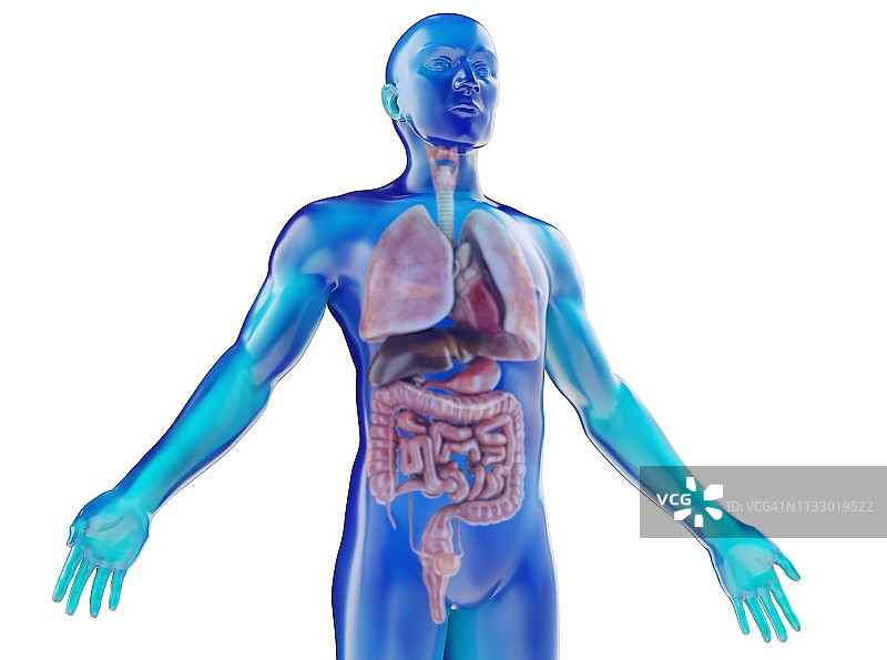 具有可见内脏的人体模型图片素材