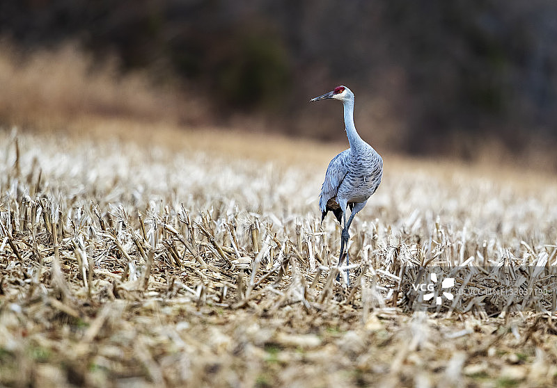 孤独的沙丘图片素材