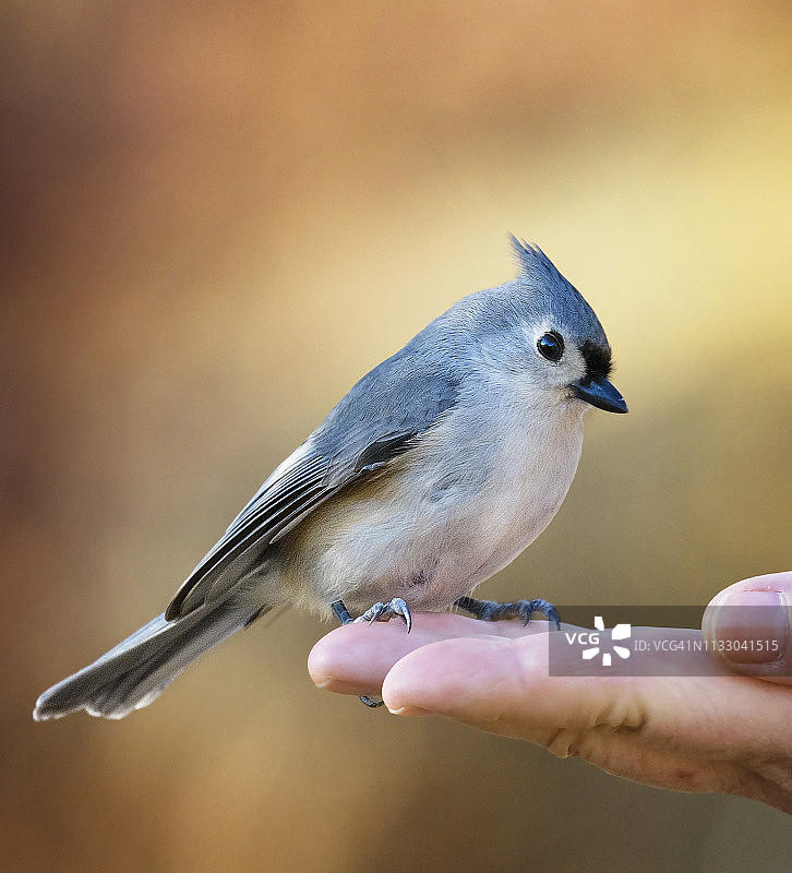 伊丽莎白莫顿手中的簇绒山雀图片素材
