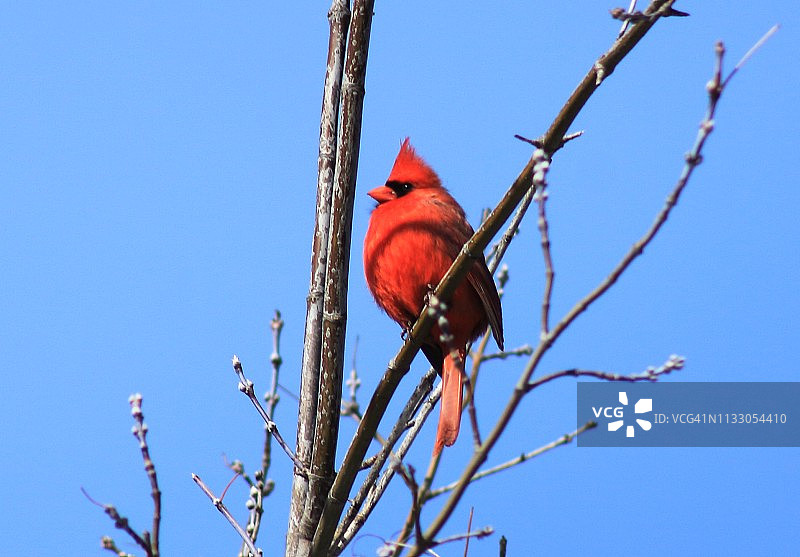 树上的红雀图片素材