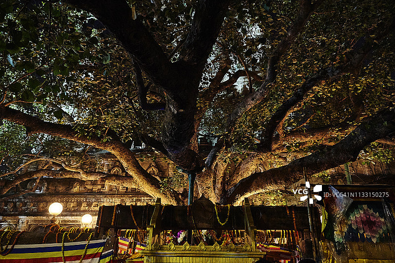 印度菩提伽耶的佛教圣菩提树图片素材