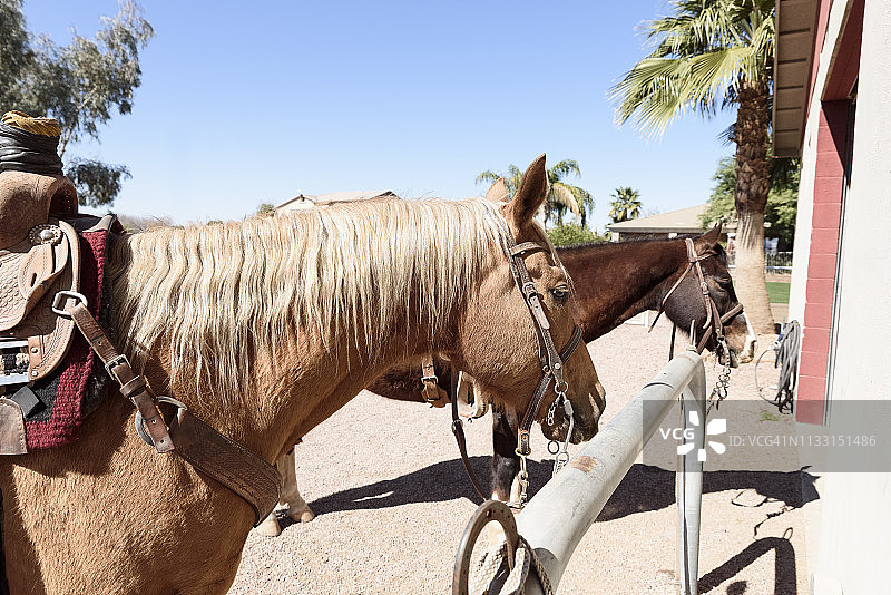 拴在系马柱上的马图片素材