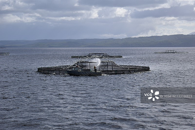 澳大利亚塔斯马尼亚州戈登河的养鱼场图片素材