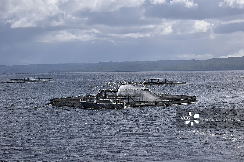 澳大利亚塔斯马尼亚州戈登河的养鱼场图片素材