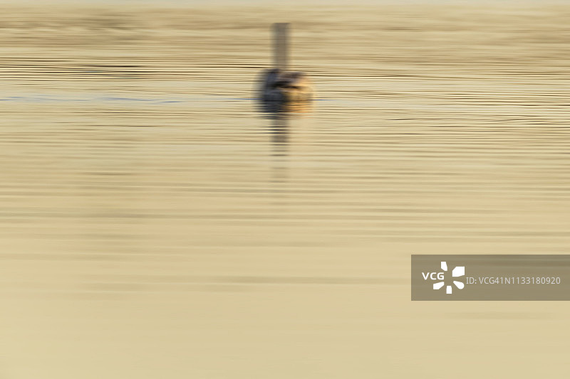 在湖上游泳的孤 Swan图片素材