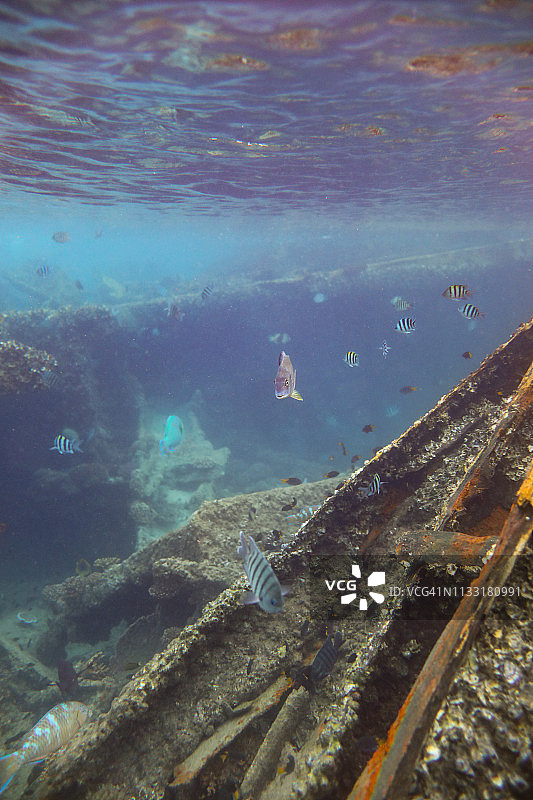 在澳大利亚莫顿岛拍摄的热带鱼和沉船的水下照片图片素材