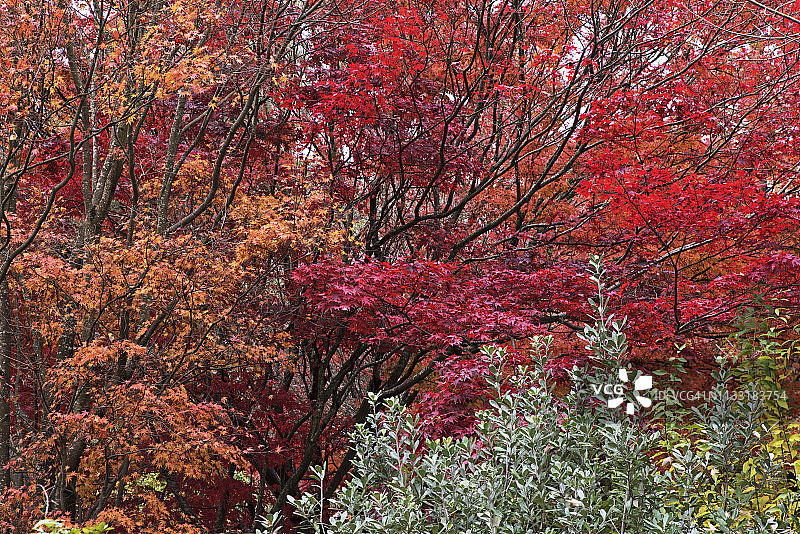 墨尔本丹德农山脉的秋日图片素材