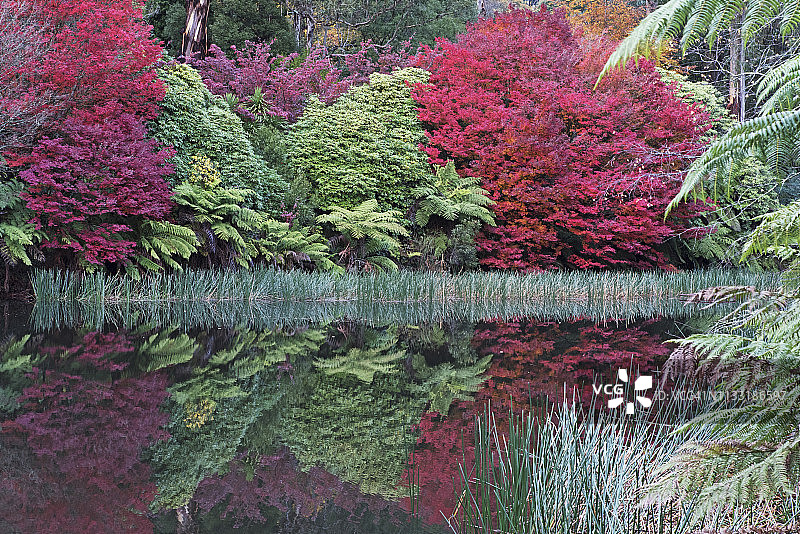 墨尔本丹德农山脉的秋日图片素材