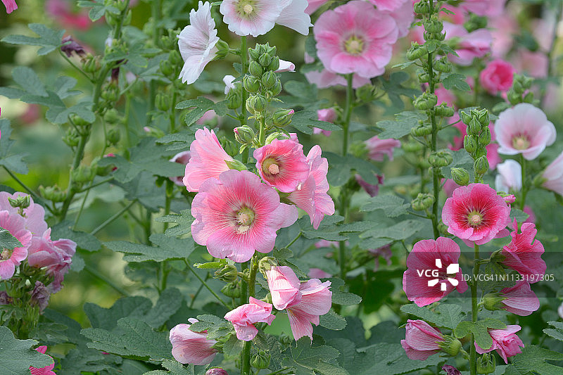 蜀葵花，锦葵（蜀葵）粉色花朵图片素材