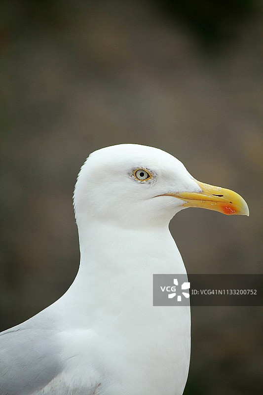 欧洲银鸥图片素材