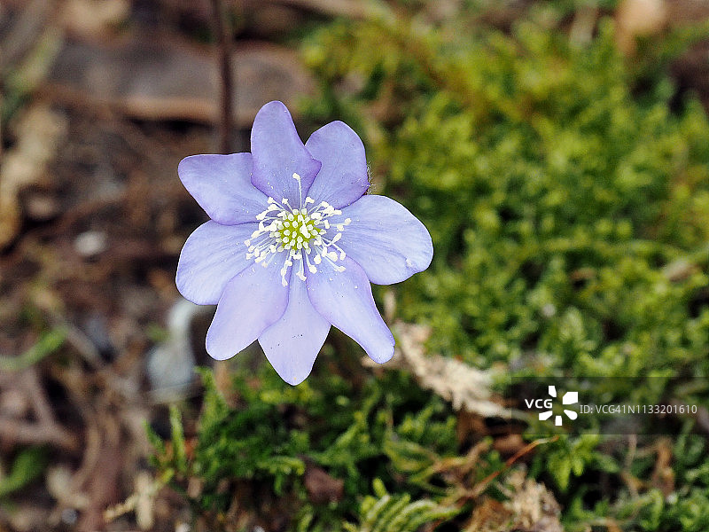 Anemone Hepatica（Hepatica nobilis）图片素材