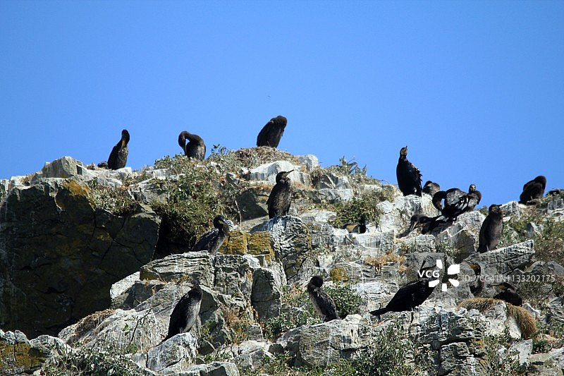 鸬鹚栖息地图片素材