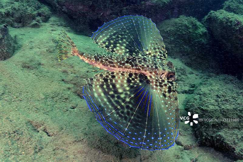 飞翔的鲂鮄图片素材