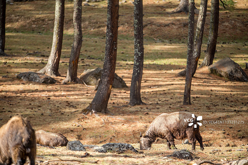 不丹莫迪塘羚牛保护区内的羚牛图片素材