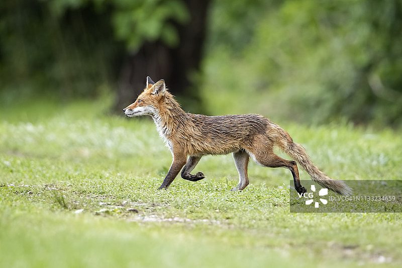 狐步舞图片素材