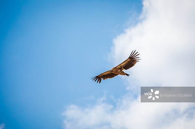 不丹旺度波德朗上空滑翔的秃鹫图片素材
