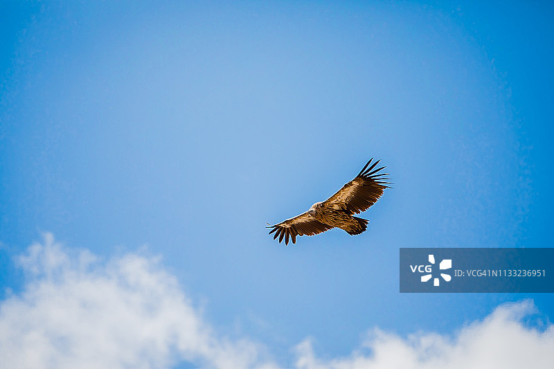 不丹旺度波德朗上空滑翔的秃鹫图片素材