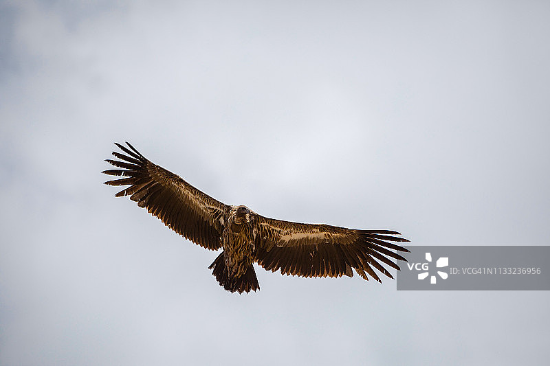不丹旺度波德朗上空滑翔的秃鹫图片素材