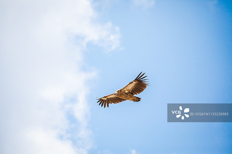 不丹旺度波德朗上空滑翔的秃鹫图片素材