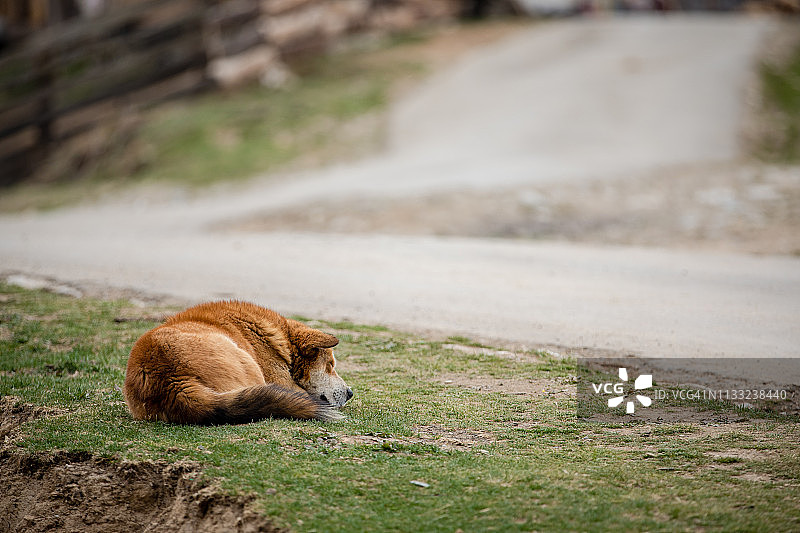 在不丹耶科人行道旁睡觉的狗图片素材