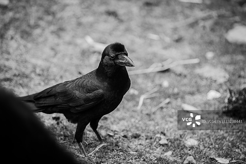 不丹耶科觅食的乌鸦图片素材