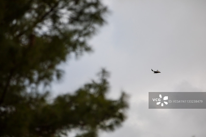 不丹耶科高飞的鸟图片素材