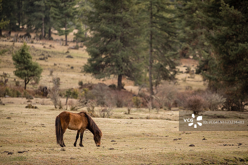 不丹亚科乡村的马匹图片素材