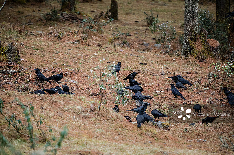 不丹耶科乡村觅食的乌鸦图片素材