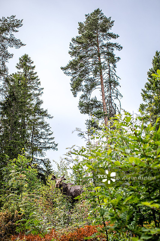 挪威贝鲁姆驼鹿的普通生活图片素材