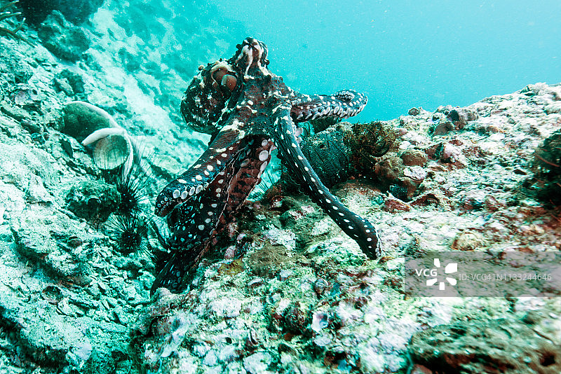 变色躲藏的蓝色章鱼图片素材