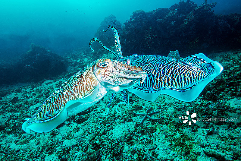 宽鳍乌贼的求偶炫耀图片素材