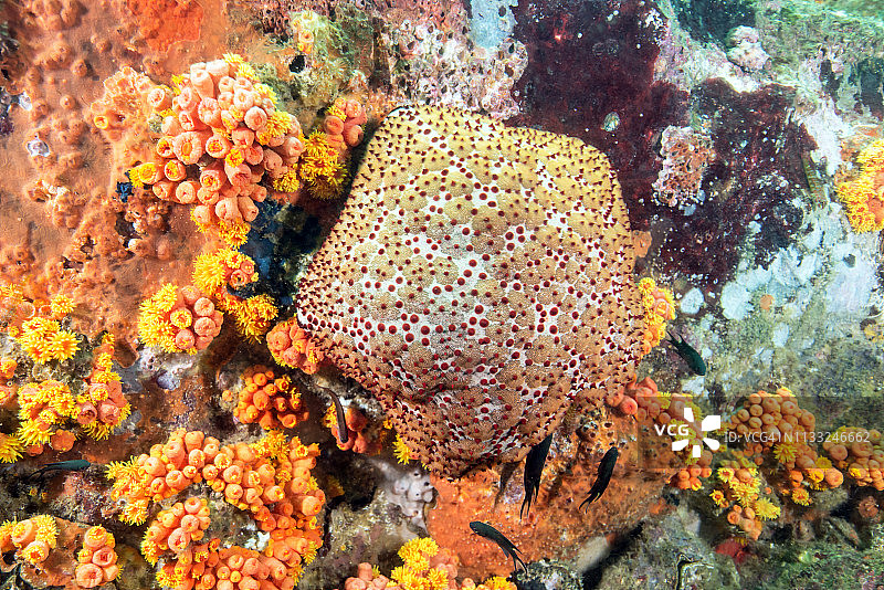 以珊瑚礁为食的海星图片素材