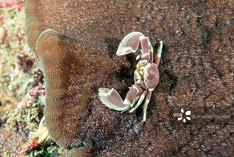 硬珊瑚上的海葵蟹图片素材