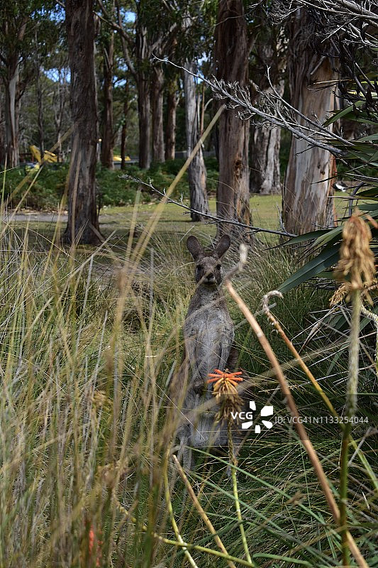 澳大利亚塔斯马尼亚高草丛中躲藏的袋鼠图片素材