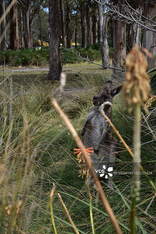 澳大利亚塔斯马尼亚高草丛中躲藏的袋鼠图片素材