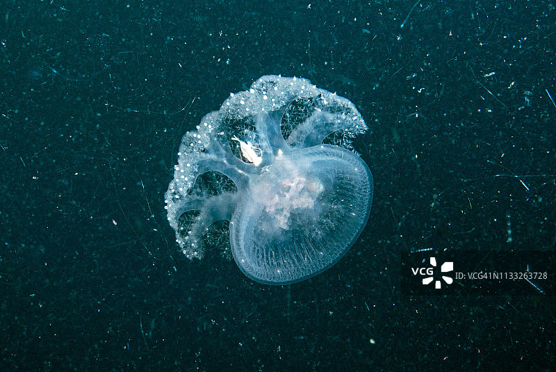 在黑暗中游动的皇冠水母图片素材