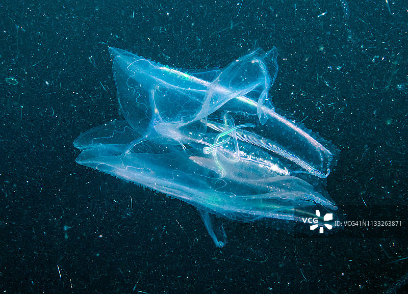 黑暗中游动的栉水母图片素材