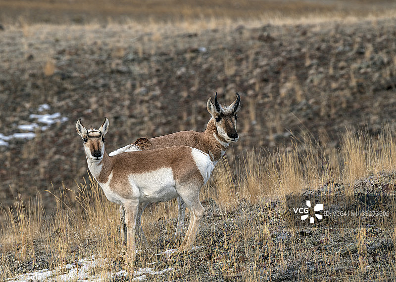 叉角羚图片素材