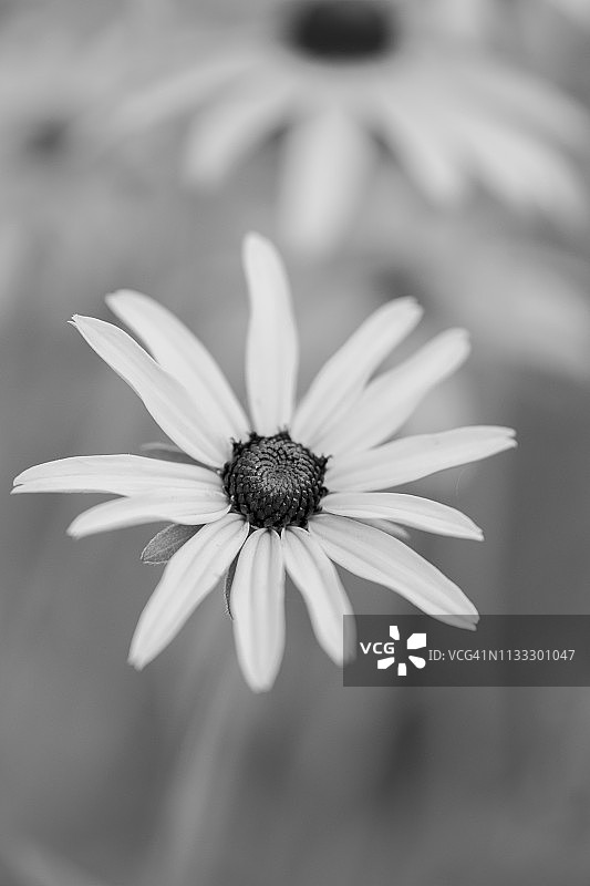 黑眼苏珊花黑白图像图片素材