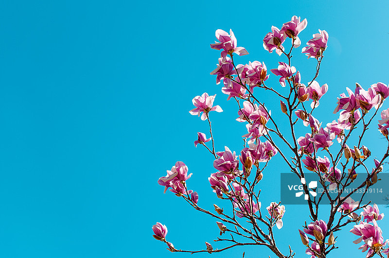 木兰Soulangeana“乡村rubra”花图片素材