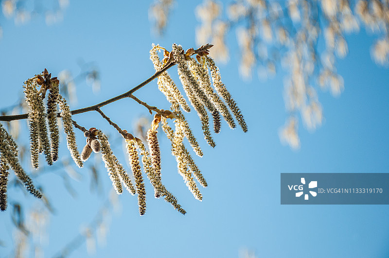 白色白杨（Populus Alba）树柔荑花序图片素材