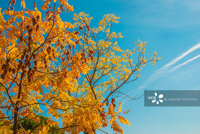 栾树果实图片素材