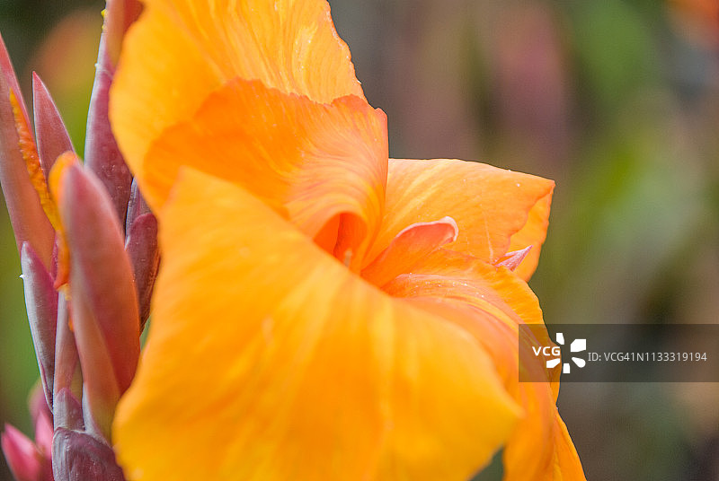 橙色鸢尾花特写图片素材