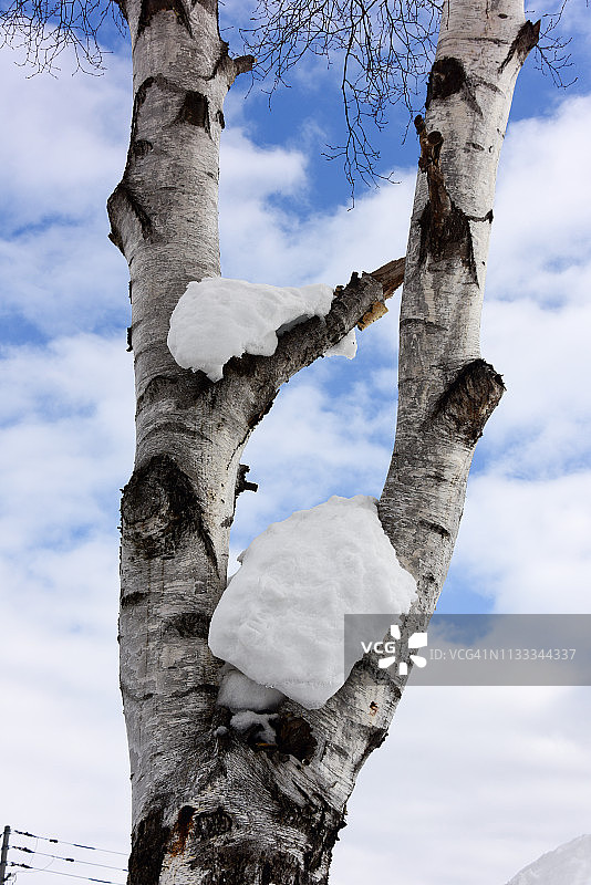 雪中的白桦树图片素材