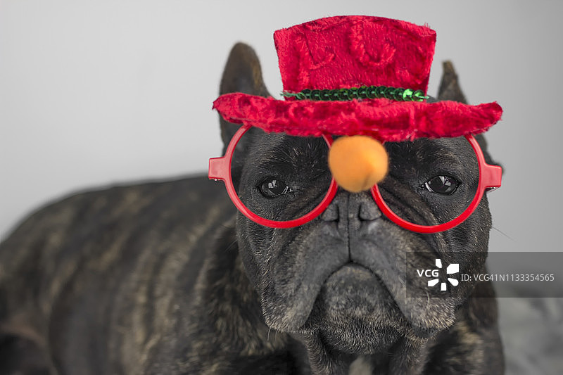 戴红色眼镜和帽子的狗图片素材